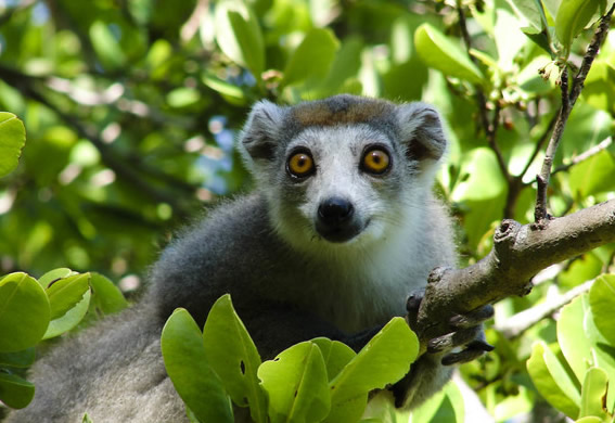 lemur